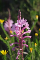 Watsonia knysnana