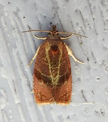 Evora hemidesma