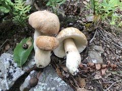Boletus barrowsii