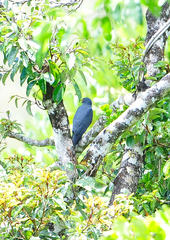 Accipiter haplochrous