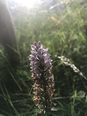 Dactylorhiza fuchsii fuchsii