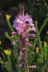 Watsonia knysnana