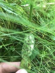 Dactylorhiza fuchsii fuchsii