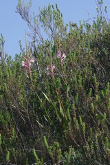Watsonia knysnana