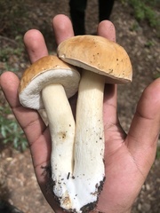 Boletus barrowsii