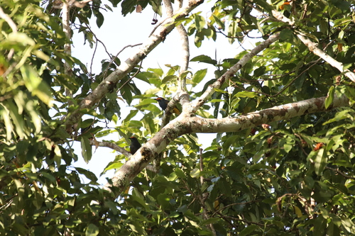 Fiery-browed Starling (Enodes erythrophris), photo 4