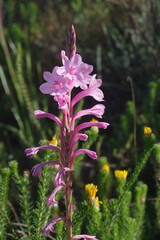 Watsonia knysnana