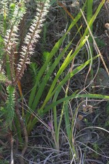 Watsonia knysnana