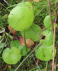 Hydrocotyle vulgaris
