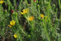 Euryops
