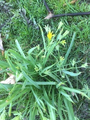 Gagea lutea