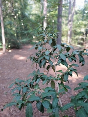 Photinia serratifolia