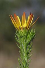 Euryops