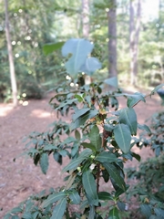 Photinia serratifolia