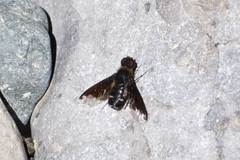 Hemipenthes velutina