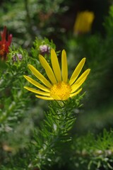 Euryops