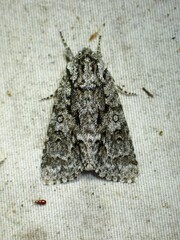 Acronicta impressa