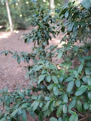 Photinia serratifolia