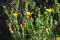 Euryops
