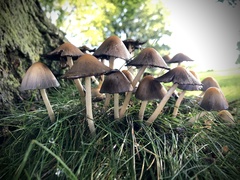 Coprinellus micaceus