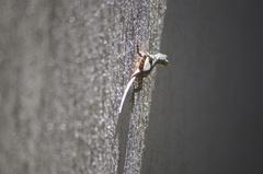 Tropidurus torquatus