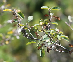 Amelanchier ovalis