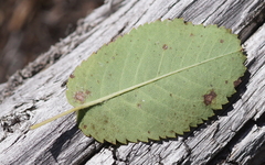 Amelanchier ovalis