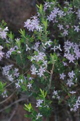 Agathosma ovata