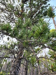 Pinus banksiana