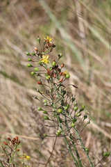 Bulbine asphodeloides
