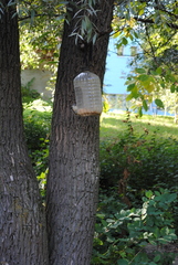Sitta europaea