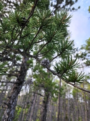 Pinus banksiana