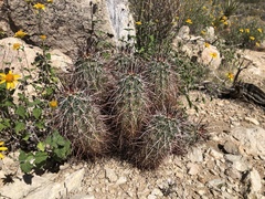 Echinocereus engelmannii engelmannii
