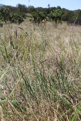 Bulbine asphodeloides