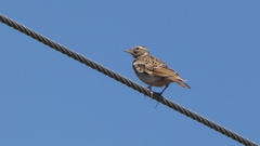 Lullula arborea