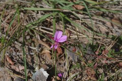 Pelargonium multicaule multicaule