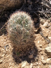 Escobaria alversonii