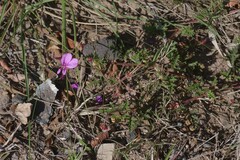 Pelargonium multicaule multicaule