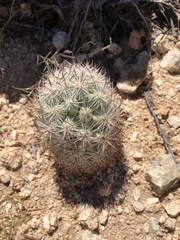 Escobaria alversonii