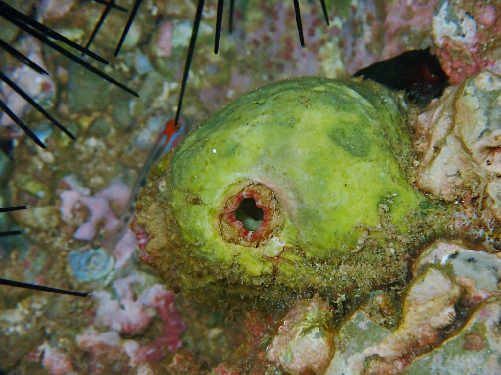 Pyura lignosa