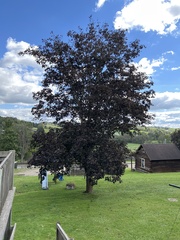 Acer platanoides