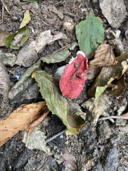 Russula rosacea