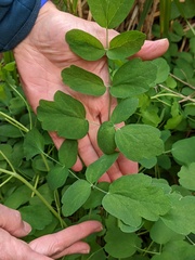 Thalictrum aquilegiifolium