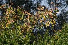 Searsia chirindensis