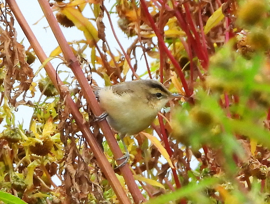 Black-browed Reed Warbler
