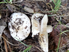 Russula delica