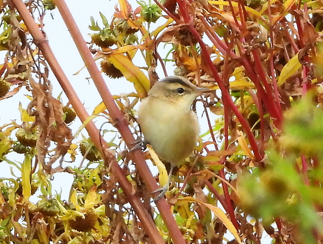 Black-browed Reed Warbler