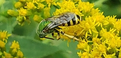 Agapostemon virescens