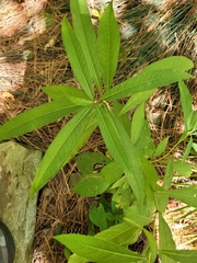 Arisaema dracontium