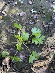 Ranunculus sceleratus